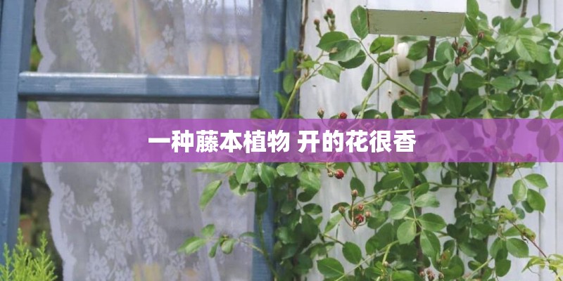 一种藤本植物 开的花很香 一种藤本植物 开的花很香