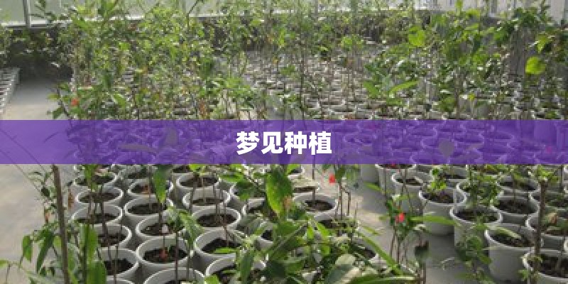 梦见种植 梦见种植