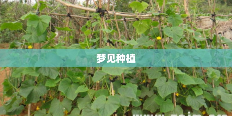 梦见种植 梦见种植