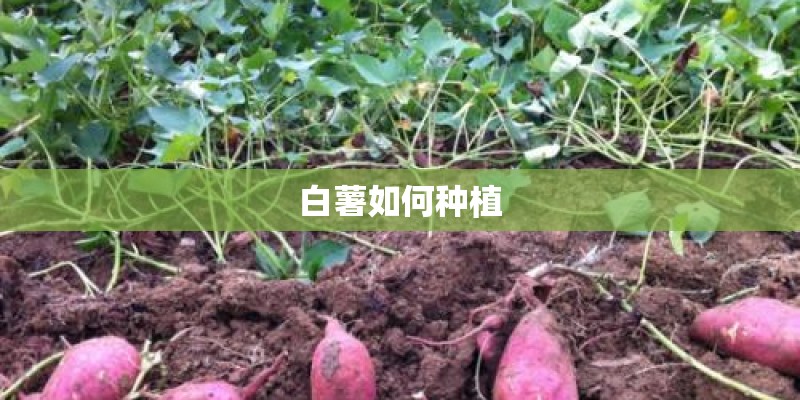 白薯如何种植