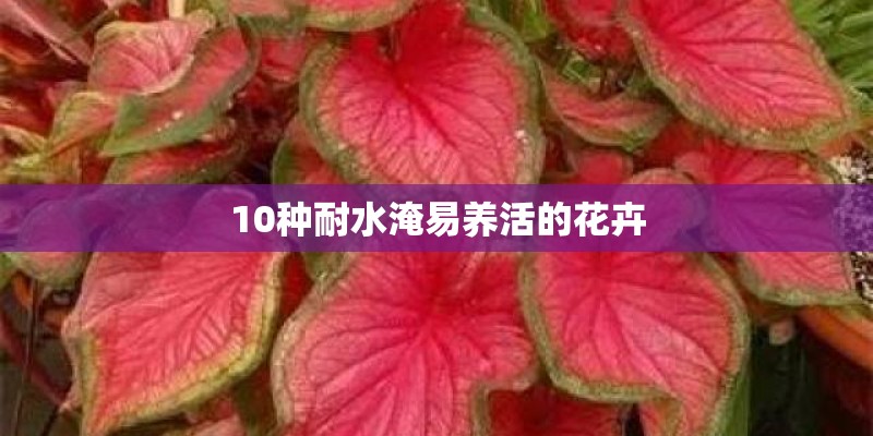10种耐水淹易养活的花卉
