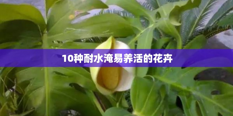 10种耐水淹易养活的花卉