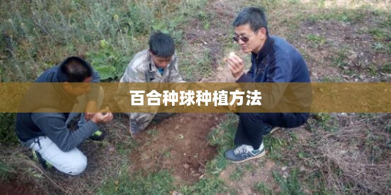 百合种球种植方法