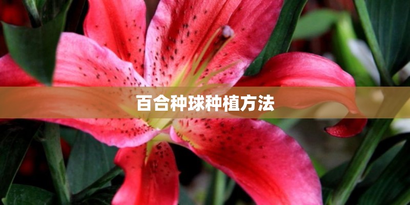 百合种球种植方法 百合种球种植方法