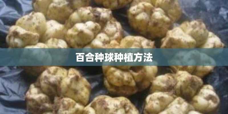 百合种球种植方法 百合种球种植方法