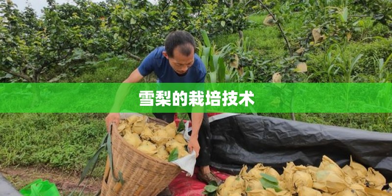 雪梨的栽培技术