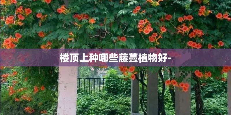 楼顶上种哪些藤蔓植物好- 楼顶上种哪些藤蔓植物好-
