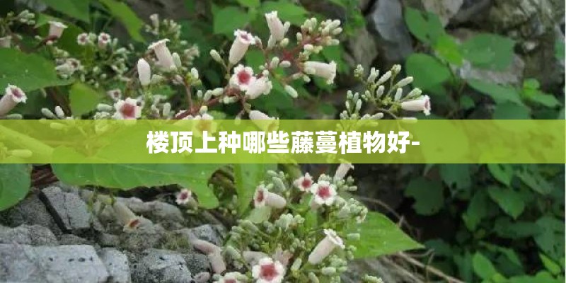 楼顶上种哪些藤蔓植物好- 楼顶上种哪些藤蔓植物好-
