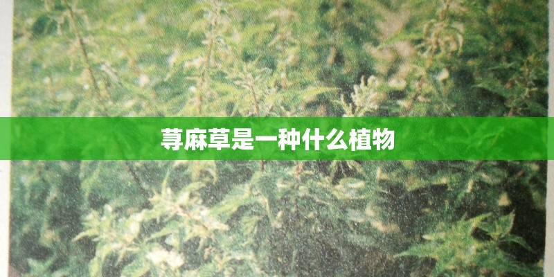 荨麻草是一种什么植物