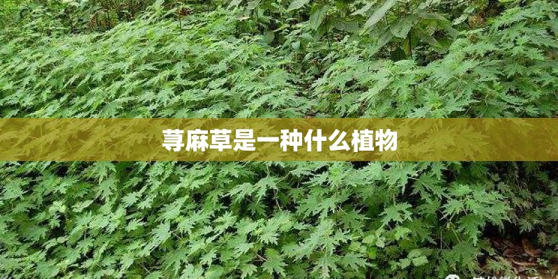 荨麻草是一种什么植物