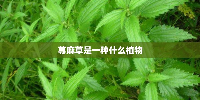 荨麻草是一种什么植物