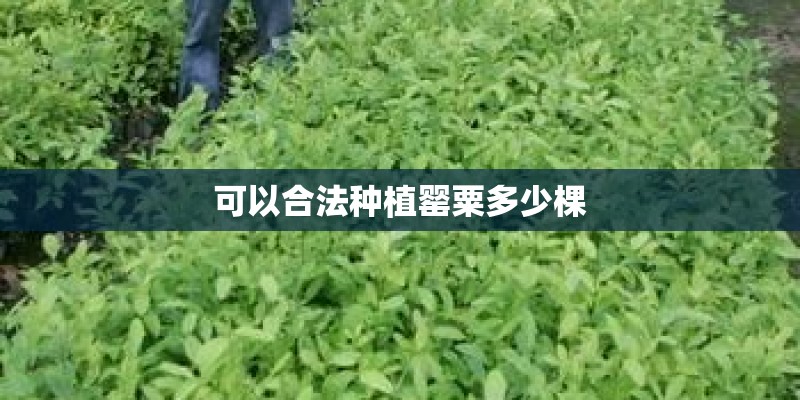 可以合法种植罂粟多少棵 可以合法种植罂粟多少棵