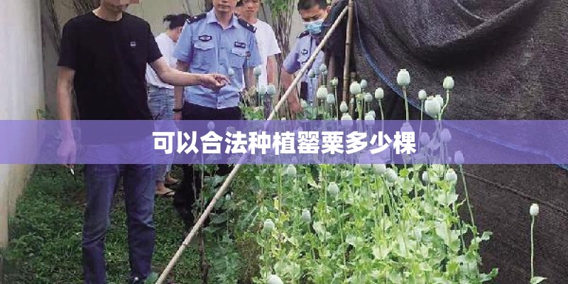 可以合法种植罂粟多少棵 可以合法种植罂粟多少棵