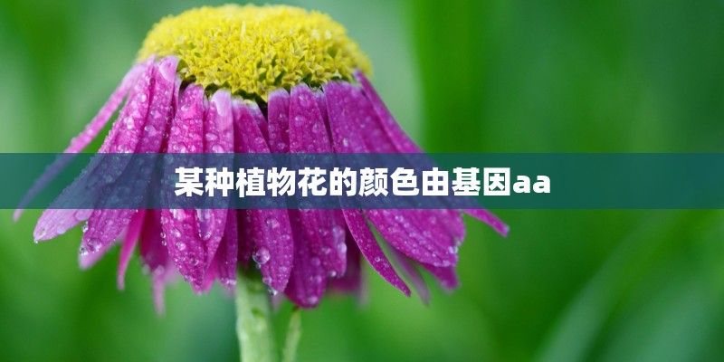 某种植物花的颜色由基因aa 某种植物花的颜色由基因aa