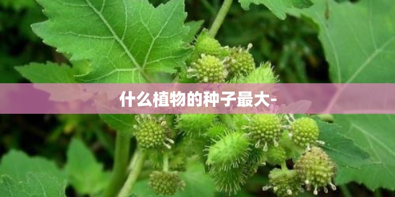 什么植物的种子最大- 什么植物的种子最大-