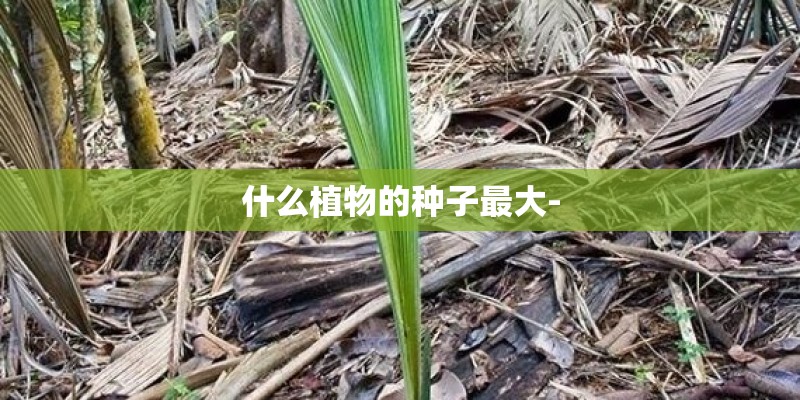 什么植物的种子最大- 什么植物的种子最大-