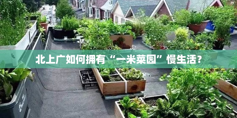 北上广如何拥有“一米菜园”慢生活? 北上广如何拥有“一米菜园”慢生活?