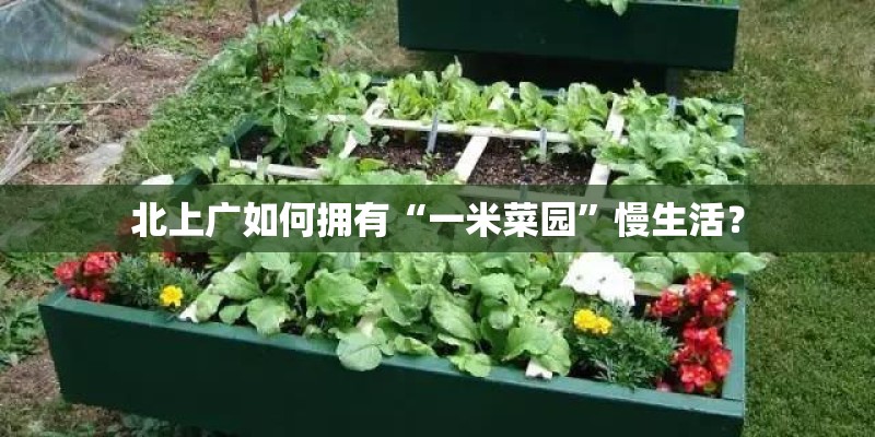 北上广如何拥有“一米菜园”慢生活? 北上广如何拥有“一米菜园”慢生活?