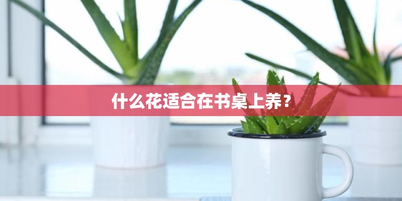 什么花适合在书桌上养？