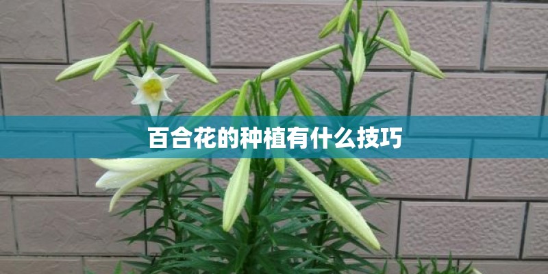百合花的种植有什么技巧