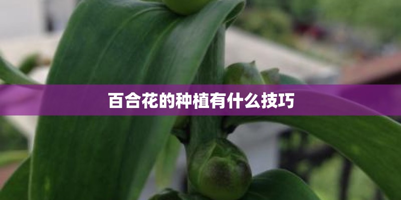 百合花的种植有什么技巧