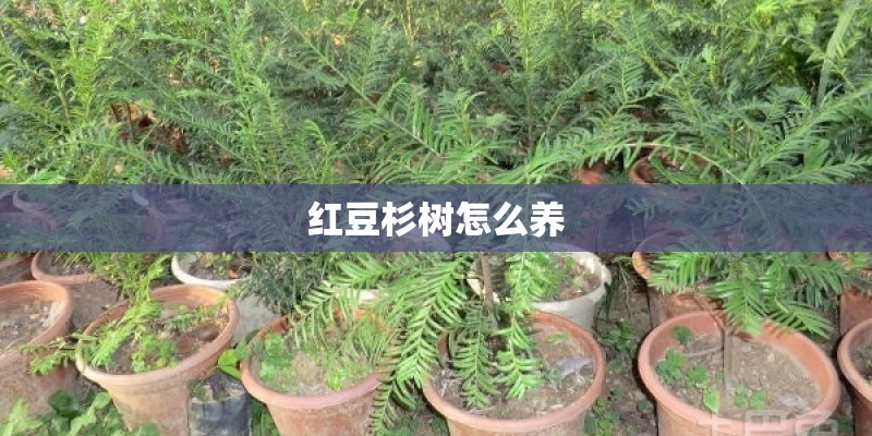 红豆杉树怎么养 红豆杉树怎么养