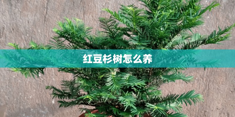 红豆杉树怎么养 红豆杉树怎么养