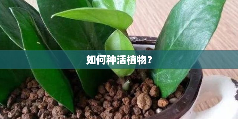 如何种活植物？