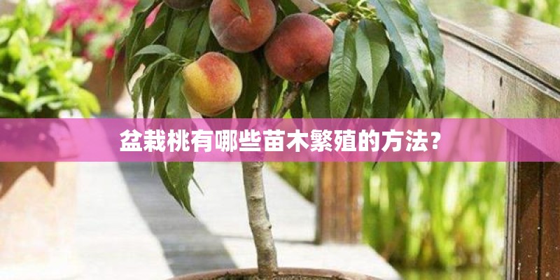 盆栽桃有哪些苗木繁殖的方法？