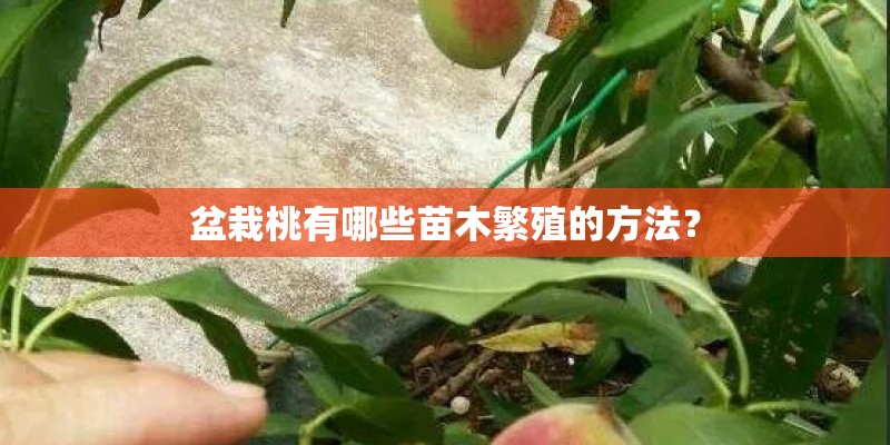 盆栽桃有哪些苗木繁殖的方法? 盆栽桃有哪些苗木繁殖的方法?