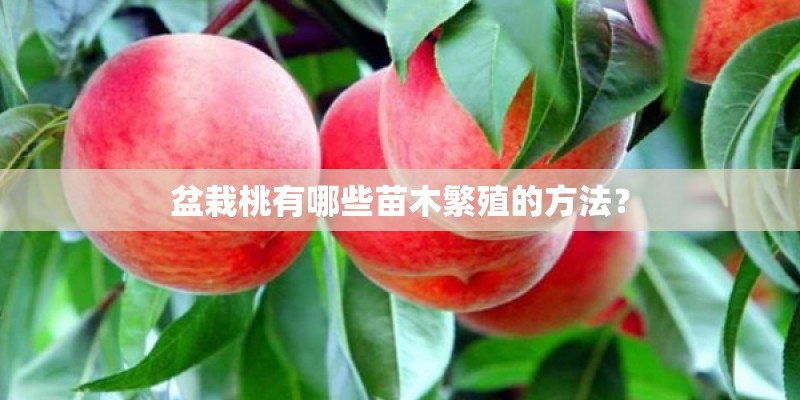 盆栽桃有哪些苗木繁殖的方法? 盆栽桃有哪些苗木繁殖的方法?