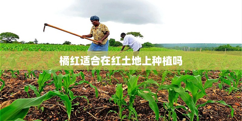 橘红适合在红土地上种植吗