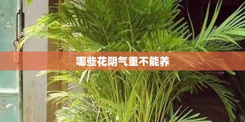 哪些花阴气重不能养