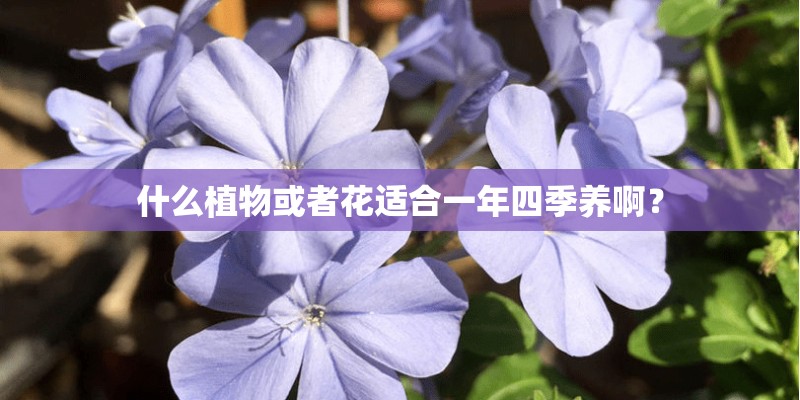 什么植物或者花适合一年四季养啊？