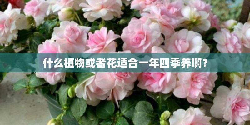 什么植物或者花适合一年四季养啊？