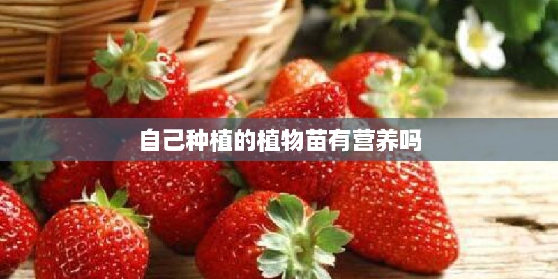 自己种植的植物苗有营养吗