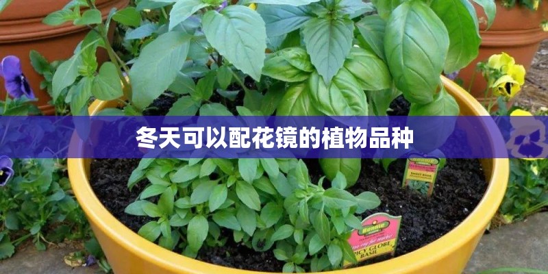 冬天可以配花镜的植物品种 冬天可以配花镜的植物品种