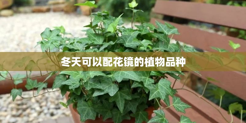 冬天可以配花镜的植物品种 冬天可以配花镜的植物品种