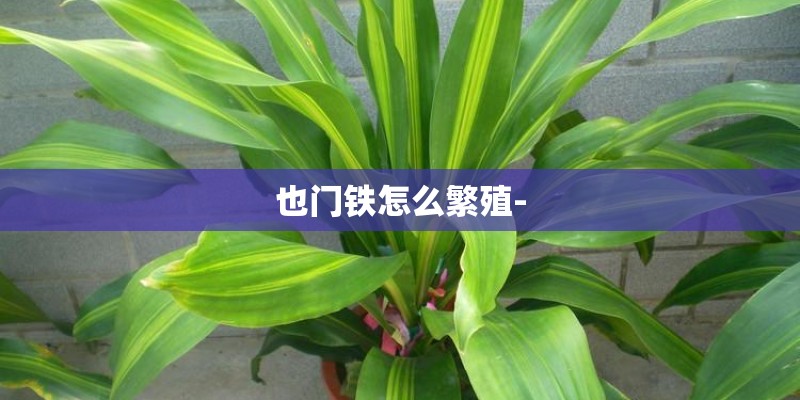 也门铁怎么繁殖-