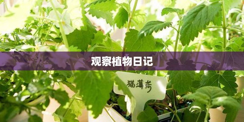 观察植物日记
