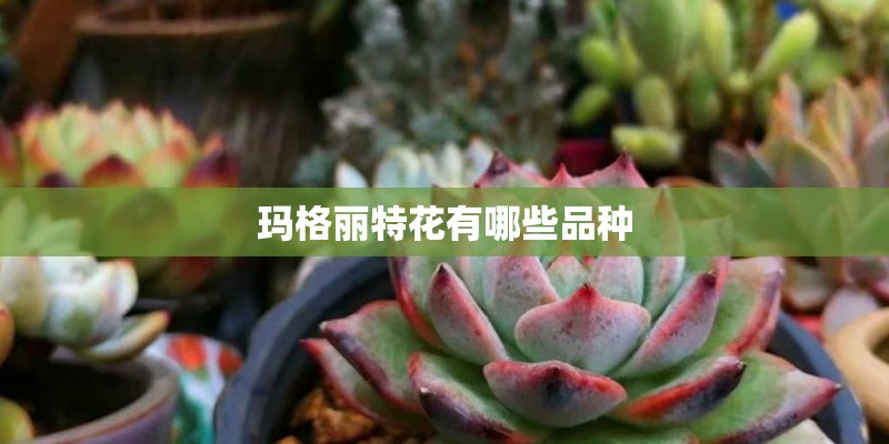 玛格丽特花有哪些品种