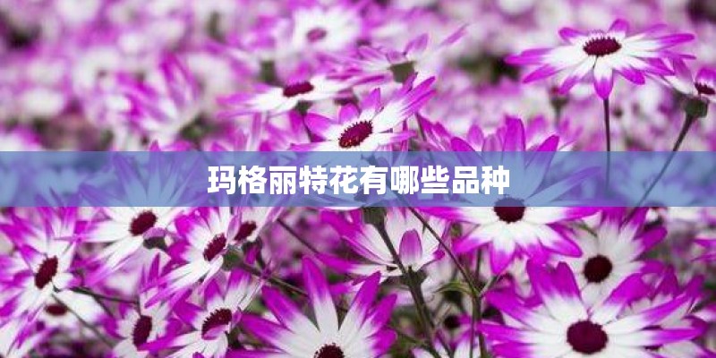 玛格丽特花有哪些品种