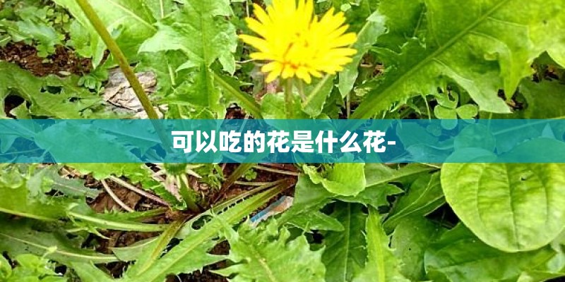 可以吃的花是什么花- 可以吃的花是什么花-