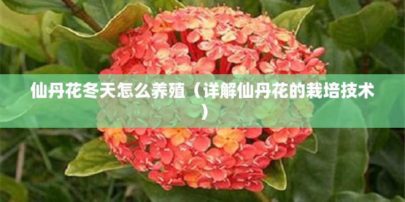 仙丹花冬天怎么养殖(详解仙丹花的栽培技术) 仙丹花冬天怎么养殖(详解仙丹花的栽培技术)