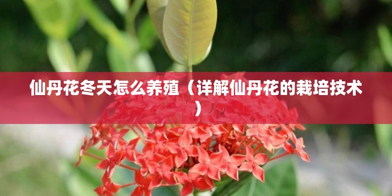 仙丹花冬天怎么养殖(详解仙丹花的栽培技术) 仙丹花冬天怎么养殖(详解仙丹花的栽培技术)