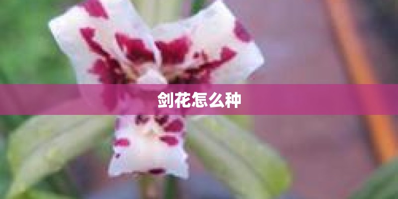 剑花怎么种