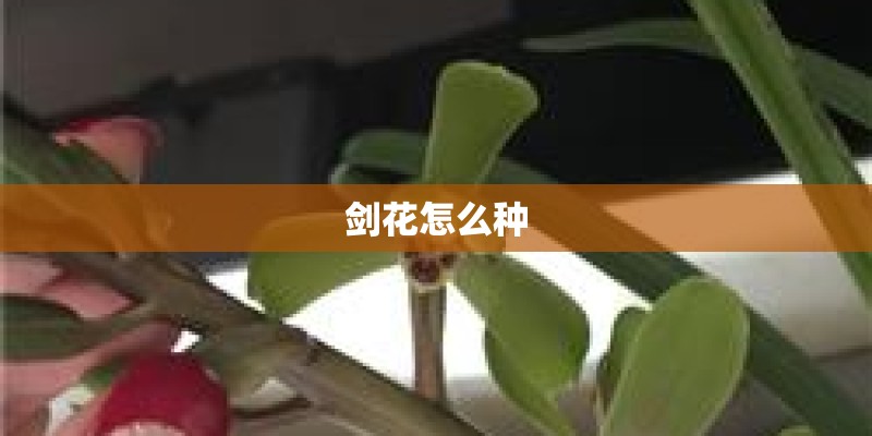 剑花怎么种