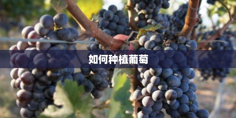 如何种植葡萄
