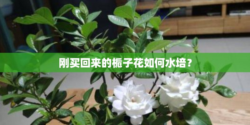 刚买回来的栀子花如何水培？