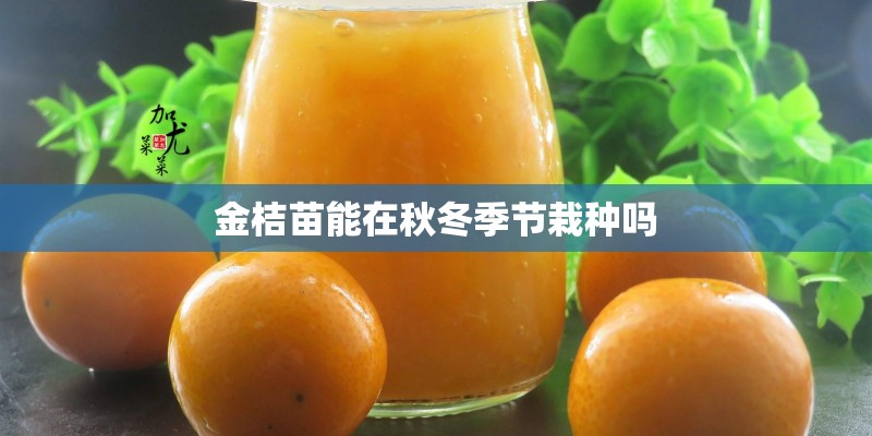 金桔苗能在秋冬季节栽种吗